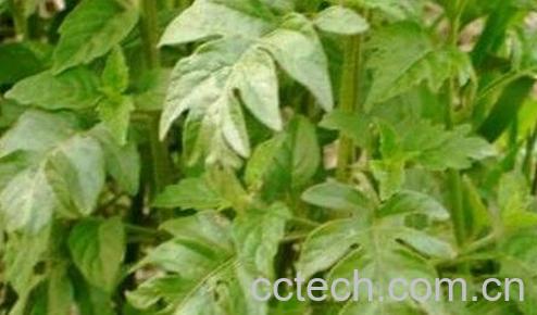 野茄子叶可以吃吗-0