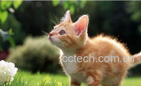 猫肉的营养价值与功效与作用-0