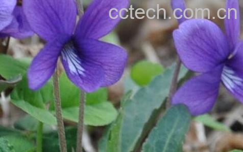 野茄子泡酒的功效与作用-0