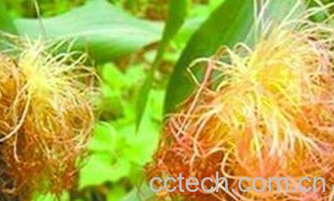 玉米丝的功效-0