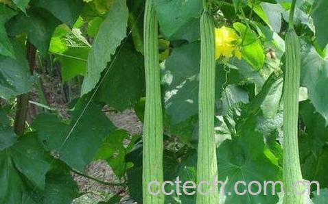 丝瓜中毒症状-0