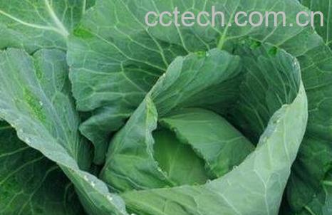 青包菜的营养价值-0