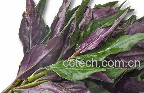 紫背菜营养价值食用方法及禁忌-0