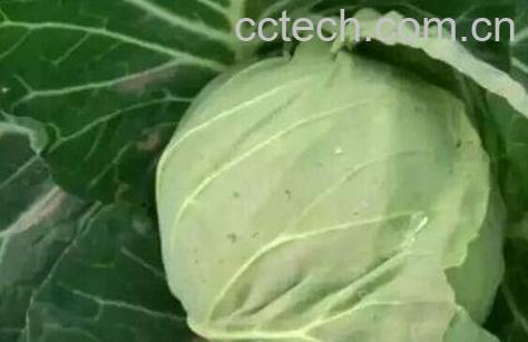 平包菜的功效与作用-0