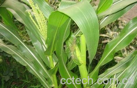 玉米叶的功效与作用-0