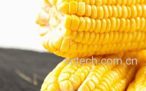 黄玉米的功效与作用-0