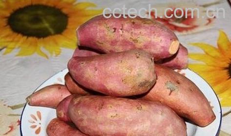 白薯不能和什么一起吃 吃白薯的禁忌-0