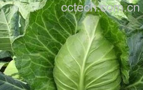 牛心菜和包菜的区别-0