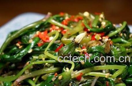 蒲公英怎么吃-0