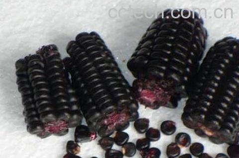 紫玉米的营养价值-0