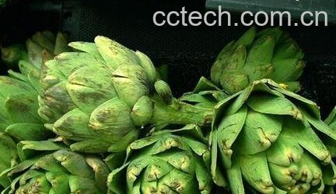 洋蓟的功效和保健作用-0