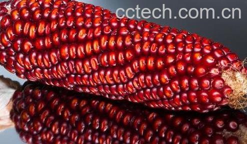  红玉米的功效与作用-0