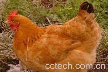 母鸡肉的功效与作用-0