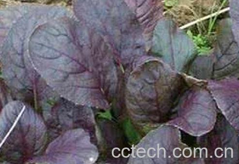 紫油菜和什么相克-0