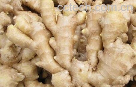 吃烂生姜有危害吗 吃烂姜的后果-0