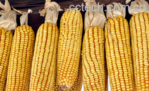 干玉米营养价值及功效-0