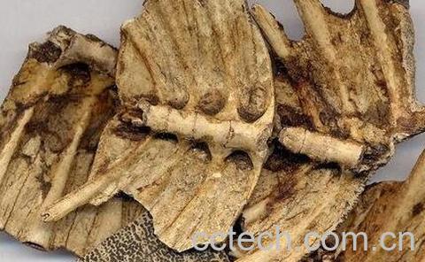 鳖甲壳的功效与作用-0