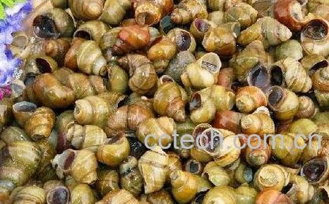 炒田螺壳的功效与作用-0