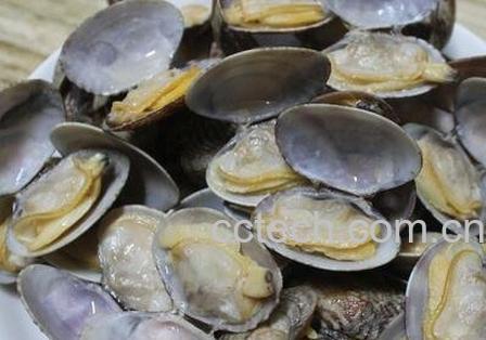贝壳的营养价值及功效-0