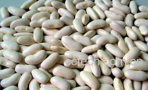 白芸豆的功效与作用 白芸豆的禁忌-0