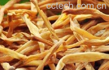 针菜根的功效和作用-0