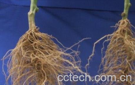 指天椒根的功效与作用-0