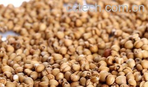 炒薏仁米的功效与作用及食用方法-0