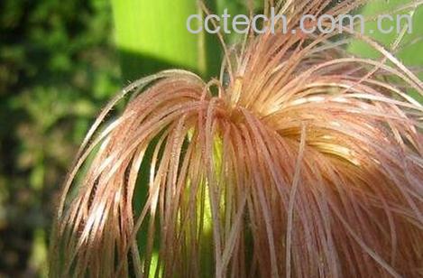 玉米须的功效与作用-0