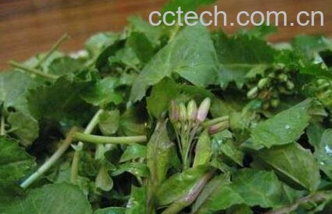 野油菜的食用方法-0