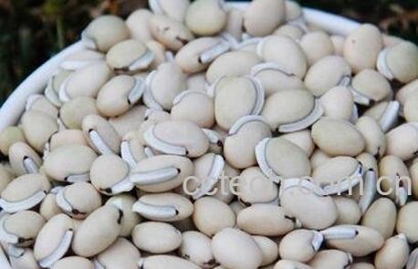 白扁豆药用价值-0