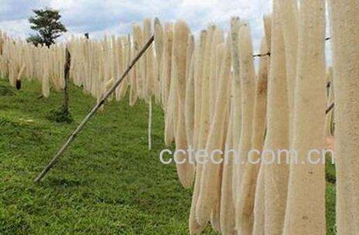 丝瓜络的功效与作用-0