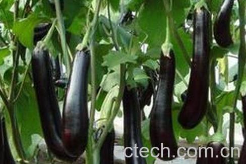 煮茄子水有什么功效与作用-0