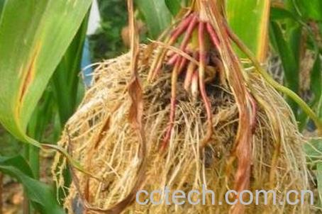 玉米根的功效与作用及食用方法-0