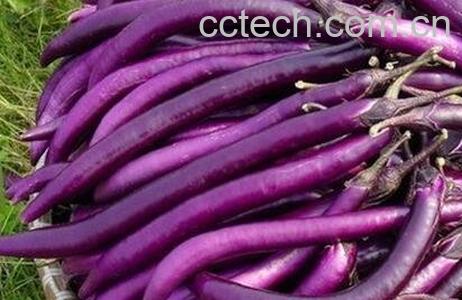 长紫茄子的功效与作用-0
