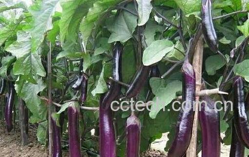 紫茄子根的功效与作用-0