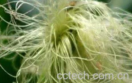 荷叶玉米须功效与作用-0