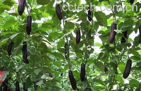 长茄子的功效与作用-0