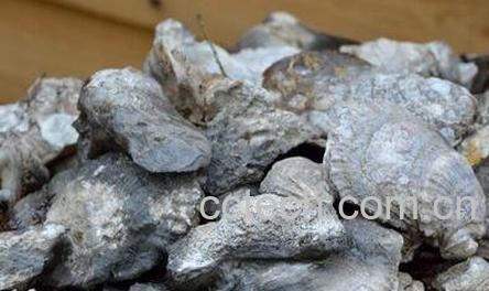 煅牡蛎壳的功效与作用及禁忌-0