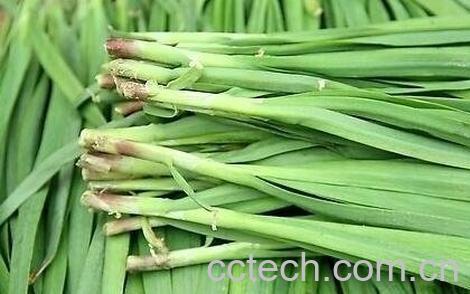 韭菜不能和什么一起吃 -0