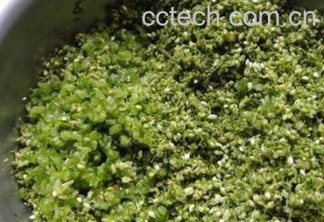 如何腌制韭菜花-0