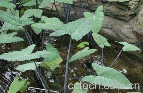 紫芋苗的功效与作用-0