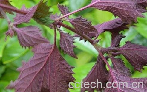 紫苏叶的功效与作用及禁忌-0