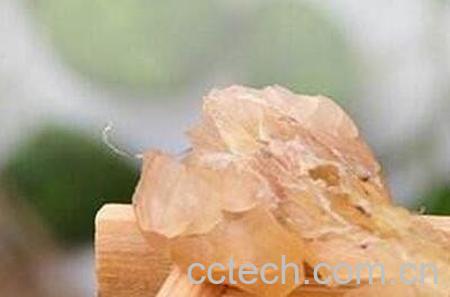 雪蛤的食用方法及禁忌-0