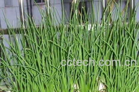 自己种的葱为什么越来越细 -0