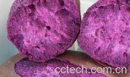  紫山芋的功效与作用-0