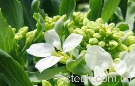 芥兰花的功效与作用-0