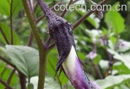 自己种的茄子要用什么方法来防虫-0