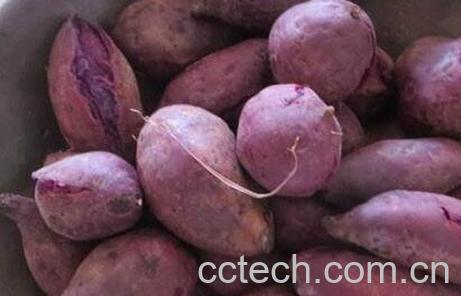 紫薯皮的功效与作用-0