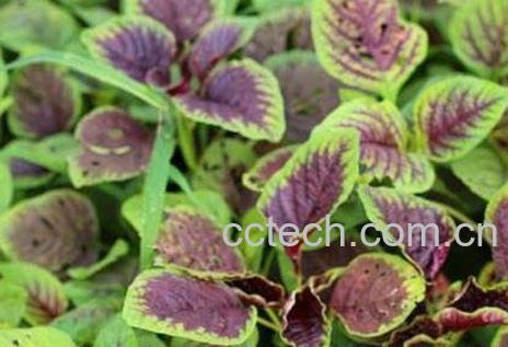 紫苋菜的功效与作用-0