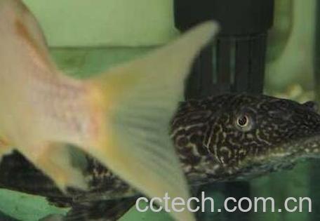  清道夫鱼肉的功效作用-0